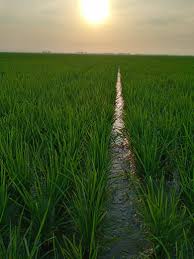 Potensi Sektor Pertanian